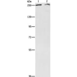 ARID1A Antibody from Signalway Antibody (37343) - Antibodies.com