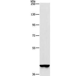 GAPDHS Antibody from Signalway Antibody (37385) - Antibodies.com