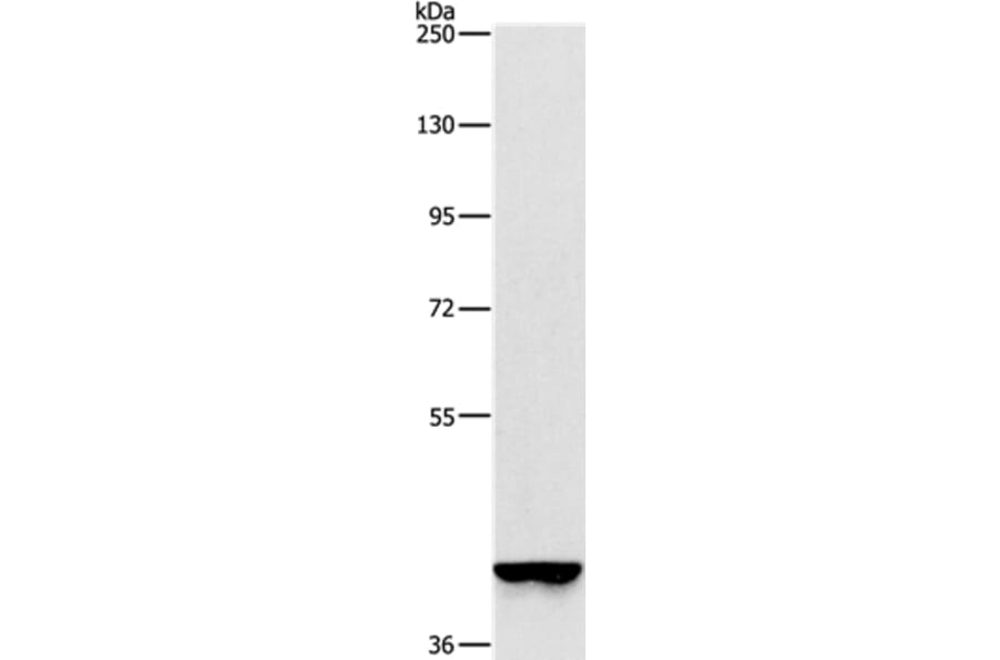 GAPDHS Antibody from Signalway Antibody (37385) - Antibodies.com