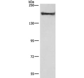 COL4A2 Antibody from Signalway Antibody (37494) - Antibodies.com