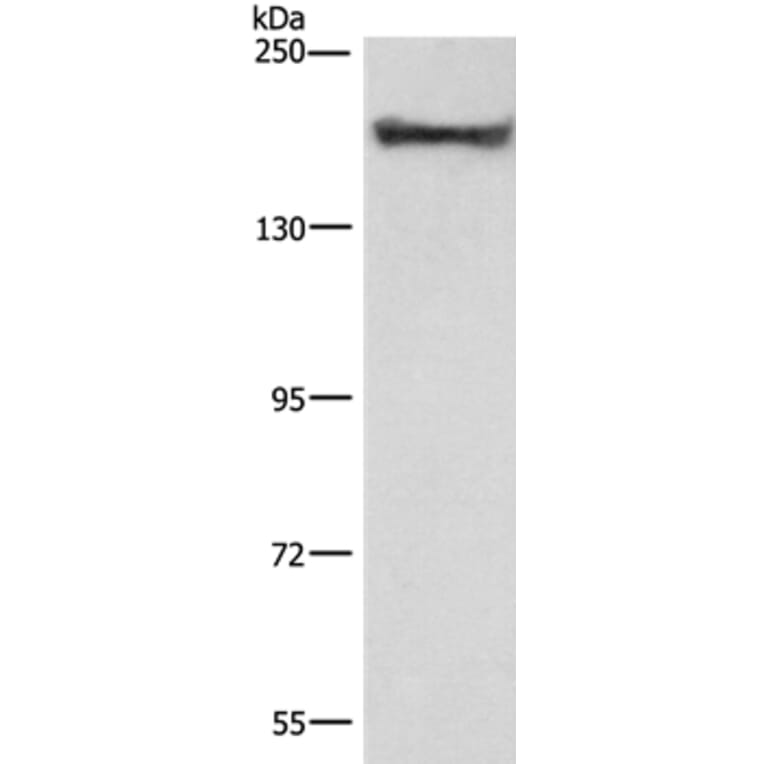 COL4A2 Antibody from Signalway Antibody (37494) - Antibodies.com