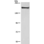 COL4A2 Antibody from Signalway Antibody (37494) - Antibodies.com
