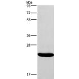 IFNA16 Antibody from Signalway Antibody (37641) - Antibodies.com
