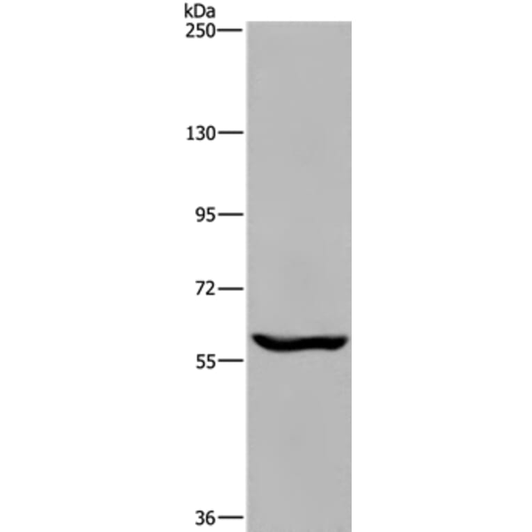 MAGEL2 Antibody from Signalway Antibody (37712) - Antibodies.com