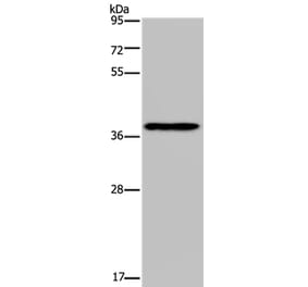PCBP4 Antibody from Signalway Antibody (37719) - Antibodies.com