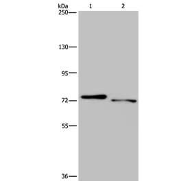 NLRP10 Antibody from Signalway Antibody (37767) - Antibodies.com