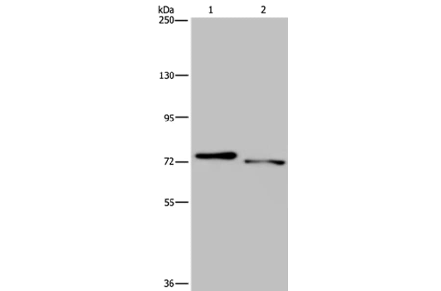 NLRP10 Antibody from Signalway Antibody (37767) - Antibodies.com