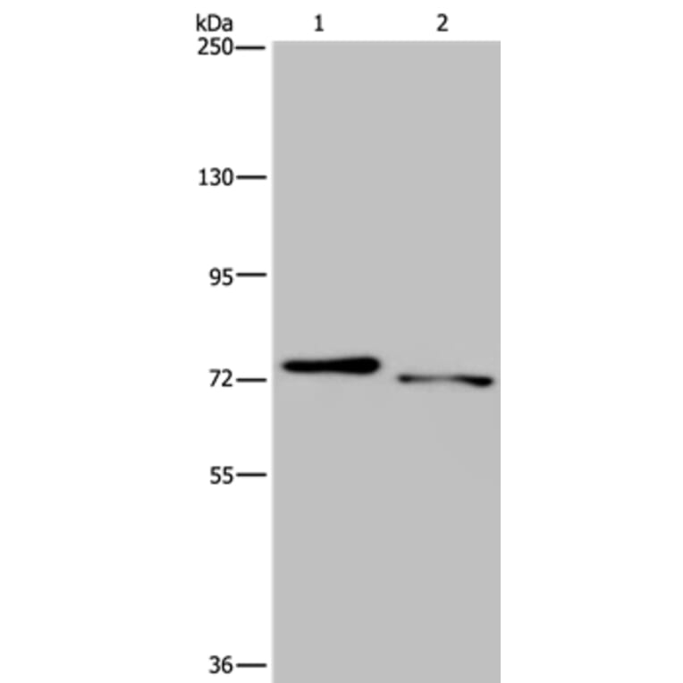 NLRP10 Antibody from Signalway Antibody (37767) - Antibodies.com