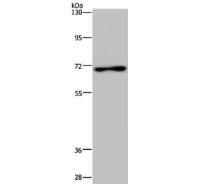 TIPARP Antibody from Signalway Antibody (37797) - Antibodies.com