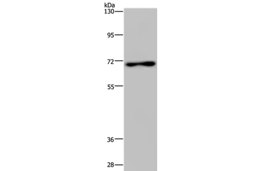 TIPARP Antibody from Signalway Antibody (37797) - Antibodies.com