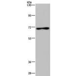 TIPARP Antibody from Signalway Antibody (37797) - Antibodies.com