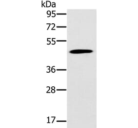 KCNJ15 Antibody from Signalway Antibody (37871) - Antibodies.com
