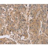 Immunohistochemistry - KCNJ15 Antibody from Signalway Antibody (37871) - Antibodies.com