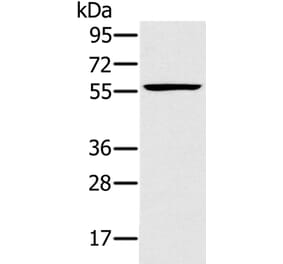 TRIM34 Antibody from Signalway Antibody (37875) - Antibodies.com
