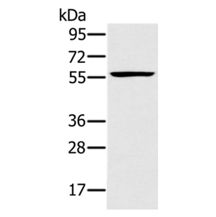 TRIM34 Antibody from Signalway Antibody (37875) - Antibodies.com