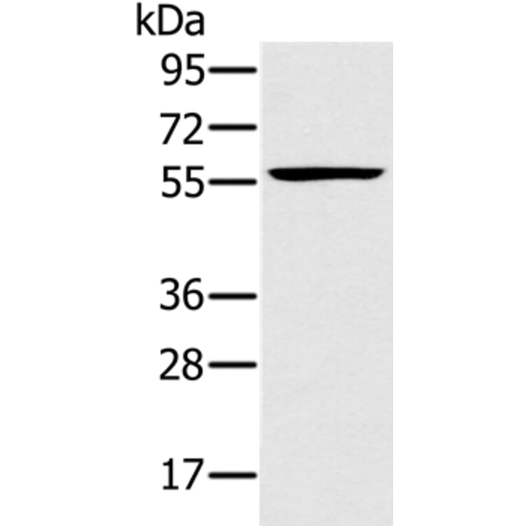 TRIM34 Antibody from Signalway Antibody (37875) - Antibodies.com