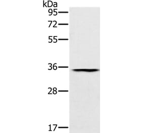 TRIM40 Antibody from Signalway Antibody (37877) - Antibodies.com
