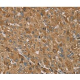 Immunohistochemistry - TRIM40 Antibody from Signalway Antibody (37877) - Antibodies.com