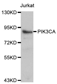 Western blot analysis of Jurkat cell lines, using PIK3CA antibody.