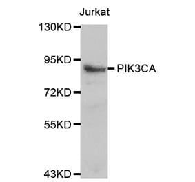 Western blot - PIK3CA antibody from Signalway Antibody (38118) - Antibodies.com
