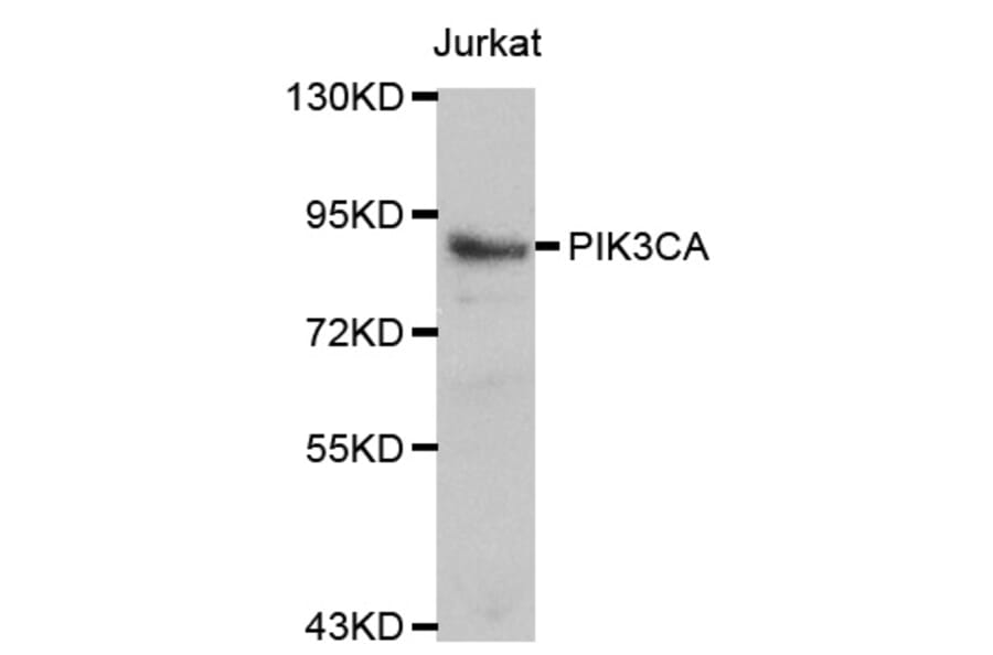 Western blot - PIK3CA antibody from Signalway Antibody (38118) - Antibodies.com