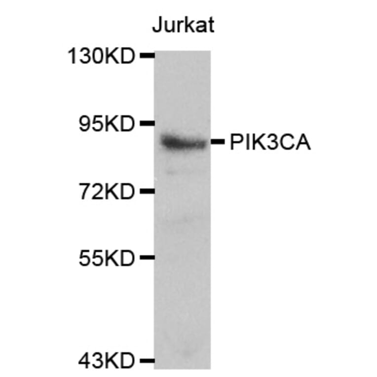 Western blot - PIK3CA antibody from Signalway Antibody (38118) - Antibodies.com