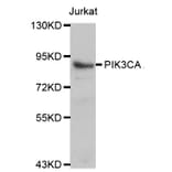 Western blot - PIK3CA antibody from Signalway Antibody (38118) - Antibodies.com