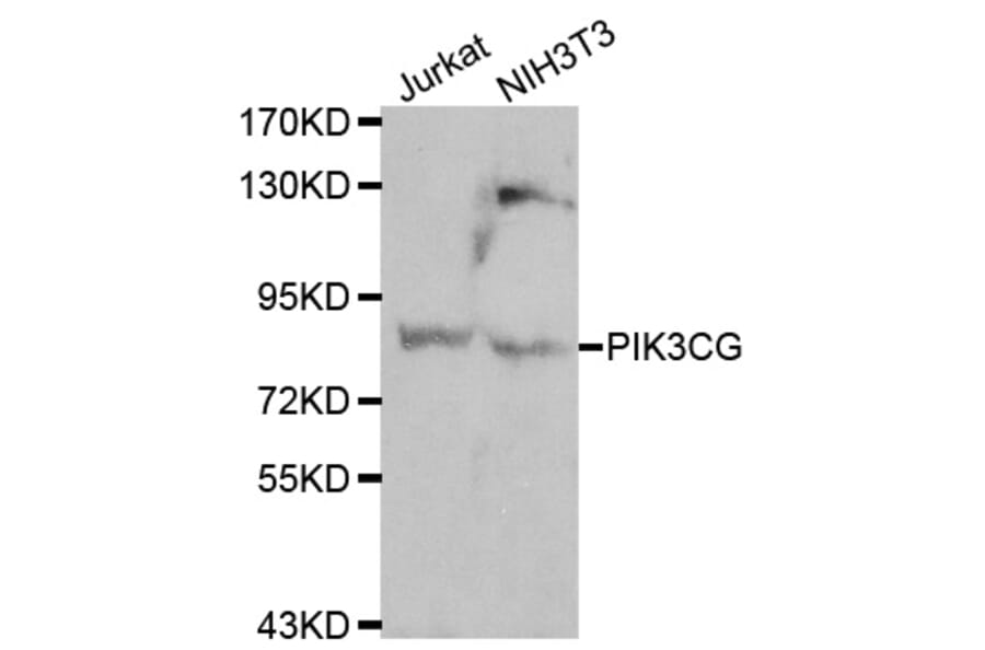 Western blot - PIK3CG antibody from Signalway Antibody (38119) - Antibodies.com