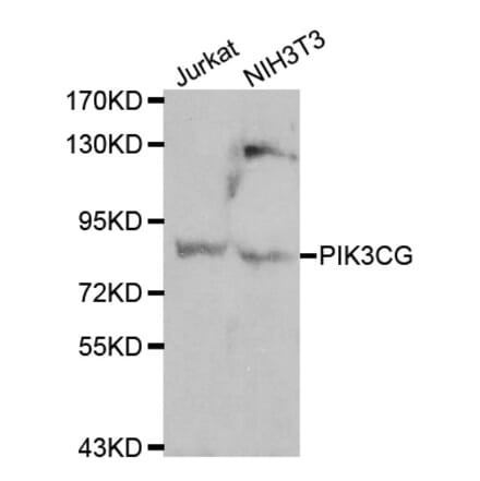 Western blot - PIK3CG antibody from Signalway Antibody (38119) - Antibodies.com