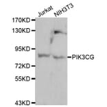 Western blot - PIK3CG antibody from Signalway Antibody (38119) - Antibodies.com