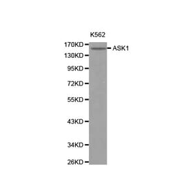 Western blot - MAP3K5 antibody from Signalway Antibody (38125) - Antibodies.com