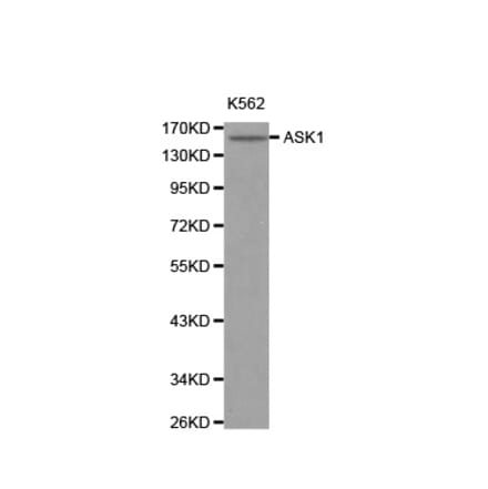 Western blot - MAP3K5 antibody from Signalway Antibody (38125) - Antibodies.com