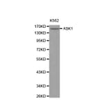 Western blot - MAP3K5 antibody from Signalway Antibody (38125) - Antibodies.com