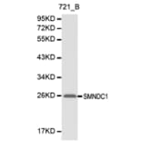 Western blot - SMNDC1 antibody from Signalway Antibody (38144) - Antibodies.com