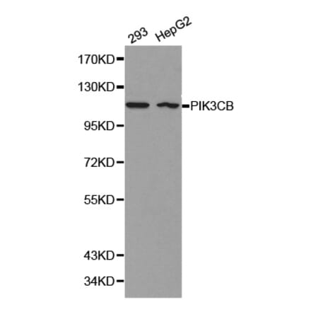 Western blot - PIK3CB antibody from Signalway Antibody (38159) - Antibodies.com