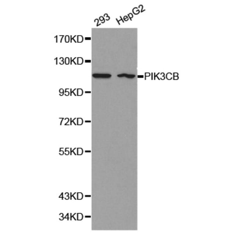 Western blot - PIK3CB antibody from Signalway Antibody (38159) - Antibodies.com