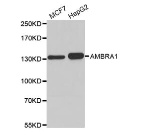Western blot - AMBRA1 antibody from Signalway Antibody (38182) - Antibodies.com