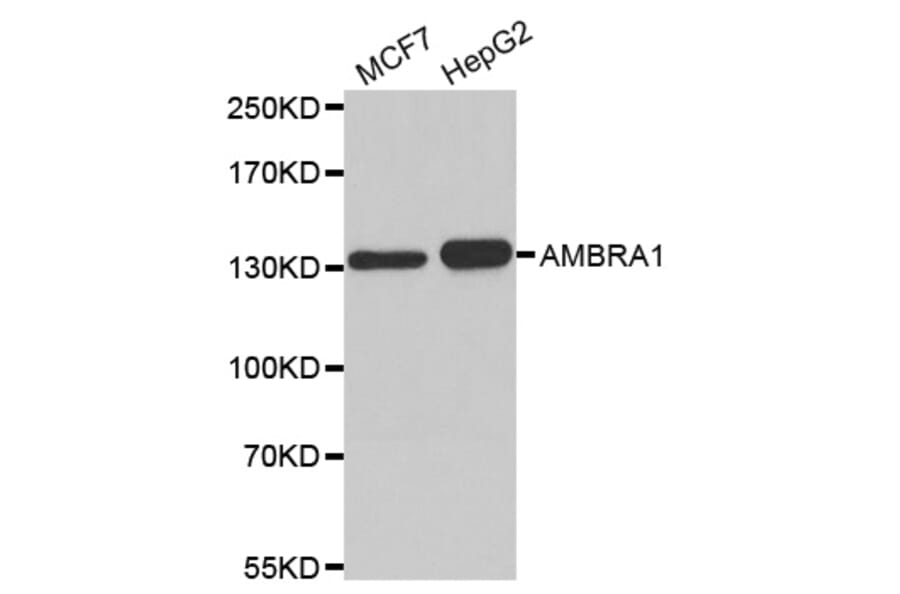 Western blot - AMBRA1 antibody from Signalway Antibody (38182) - Antibodies.com