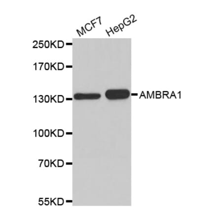 Western blot - AMBRA1 antibody from Signalway Antibody (38182) - Antibodies.com