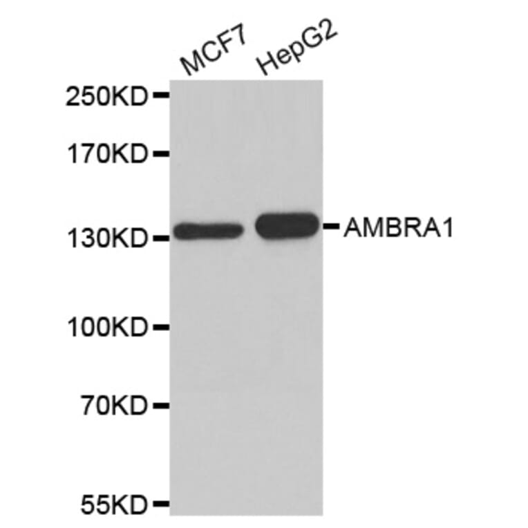 Western blot - AMBRA1 antibody from Signalway Antibody (38182) - Antibodies.com