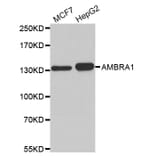 Western blot - AMBRA1 antibody from Signalway Antibody (38182) - Antibodies.com