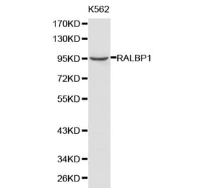 Western blot - RALBP1 antibody from Signalway Antibody (38202) - Antibodies.com