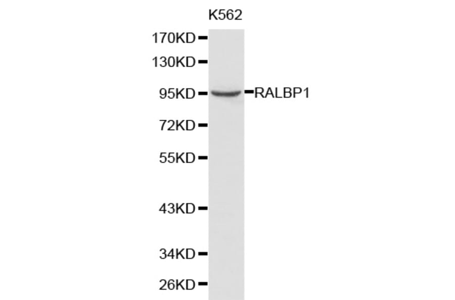 Western blot - RALBP1 antibody from Signalway Antibody (38202) - Antibodies.com