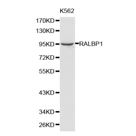 Western blot - RALBP1 antibody from Signalway Antibody (38202) - Antibodies.com