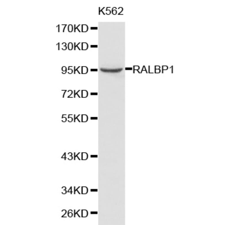 Western blot - RALBP1 antibody from Signalway Antibody (38202) - Antibodies.com
