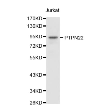 Western blot - PTPN22 antibody from Signalway Antibody (38238) - Antibodies.com
