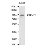 Western blot - PTPN22 antibody from Signalway Antibody (38238) - Antibodies.com