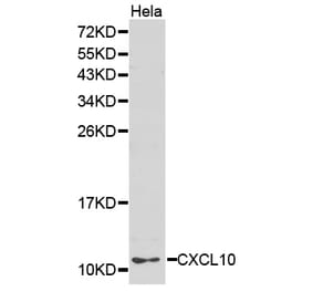Western blot - CXCL10 antibody from Signalway Antibody (38240) - Antibodies.com