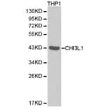 Western blot - CHI3L1 antibody from Signalway Antibody (38288) - Antibodies.com