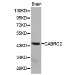 Western blot - GABRG2 antibody from Signalway Antibody (38291) - Antibodies.com